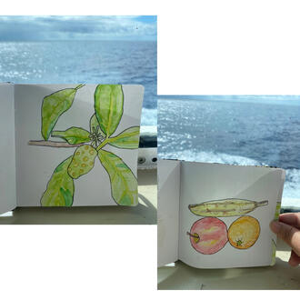 Sketched fruits on my cruise to Costa Rica