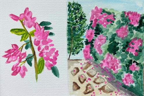 Bougainvillea