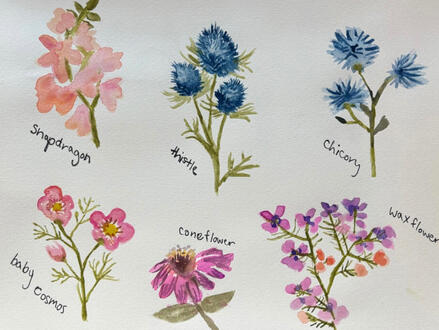 A study on various wildflowers