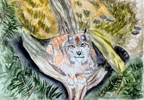 A lynx, as seen from a real picture somewhere online