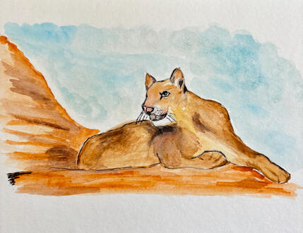 Mountain lion